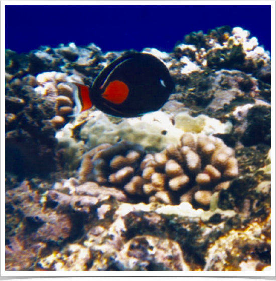Achilles Tang (Acanthurus archilles) - in surf zone at Molokini reef. 